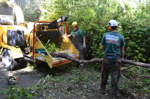 tree services Lake Summerset